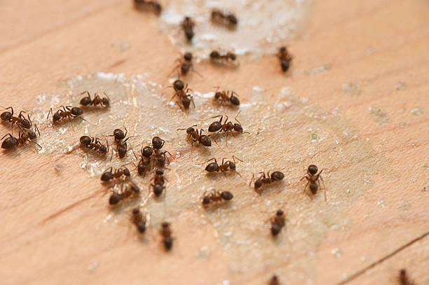 Best Best Pest Control Companies  in Ames, TX