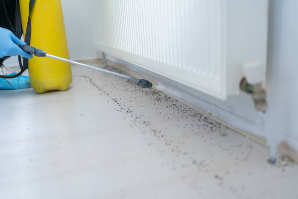 Best Flea Control Services  in Ames, TX
