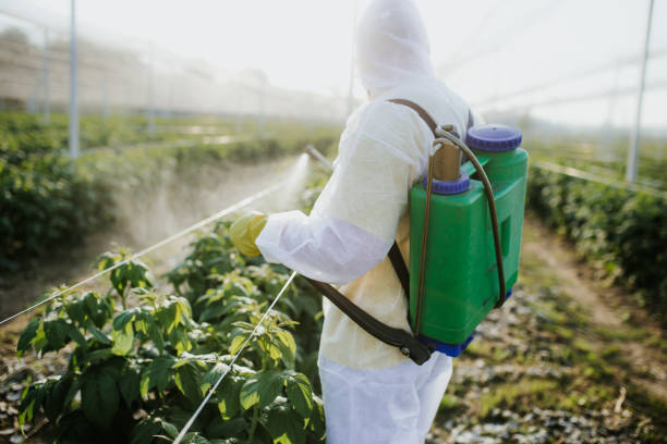 Best Wasp Removal Services  in Ames, TX